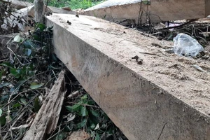 Phát hiện nhiều điểm tập kết gỗ trái phép ở Đắk Lắk