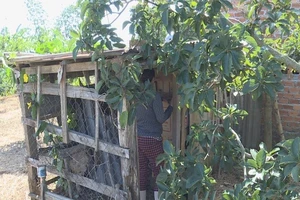 Giấu hàng ngàn bao thuốc lá ngoại trong chuồng gà