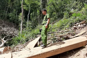 Khởi tố nhóm người tham gia phá rừng Nam Kar