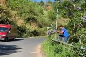 Bức xúc vì du khách bẻ hoa phượng tím ở TP Đà Lạt