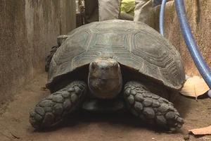 Làm rõ nguồn gốc 127 con rùa nuôi nhốt trong nhà 1 hộ dân