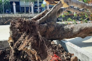 1 cây phượng trong sân trường ở Tây Nguyên bị bật gốc