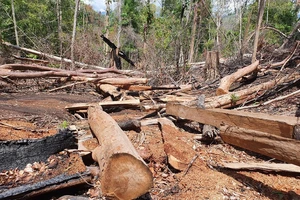 Bắt 6 người trong vụ phá rừng Kbang