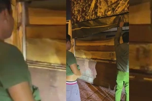 Tài xế không bằng lái chở gỗ ‘lậu’ vào TP.HCM