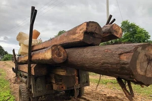 Đi tuần tra, phát hiện rừng phòng hộ Chư Mố bị 'xẻ thịt'