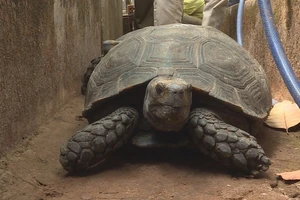 Nuôi nhốt 127 con rùa trong nhà, bị khởi tố