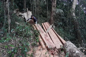 Phát hiện một vụ phá rừng quy mô lớn ở Gia Lai 