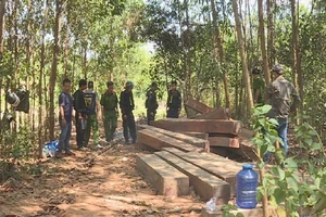 Cựu Giám đốc công ty lâm nghiệp để mất rừng bị bắt