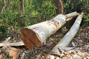Phát hiện phá rừng trong khu bảo tồn Ea Sô