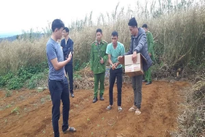 Bị bắt giam vì trồng cần sa để…gà ăn nhanh lớn