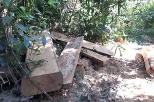 Hiện trường vụ phá rừng xảy ra tại xã Hải Yang. Ảnh: AH