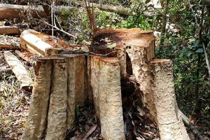 Chuyển Công an điều tra vụ giáng hương cổ thụ bị cưa hạ