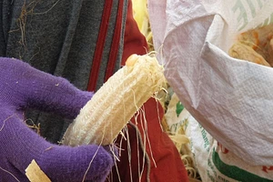 Thanh tra vào cuộc vụ bắp 'lạ' không hạt ở Đắk Nông