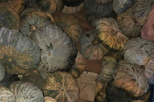 Kiểm tra xe chở bí, phát hiện hàng chục phách gỗ lậu