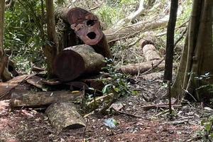 'Lâm tặc' hạ gỗ quý trong các Vườn quốc gia ở tỉnh Gia Lai và Đắk Lắk