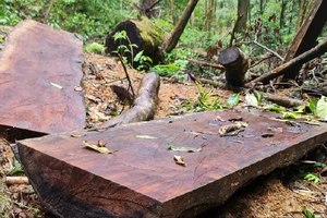 Đề nghị xử lý nhiều lãnh đạo xã để xảy ra phá rừng nghiêm trọng