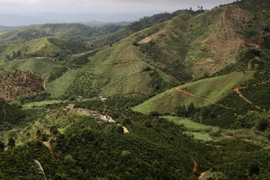  Xử lý trách nhiệm vụ để mất hơn 2.000ha rừng ở Đắk Nông