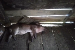 1 Giám đốc Trung tâm dịch vụ nông nghiệp ở Kon Tum bị bắt