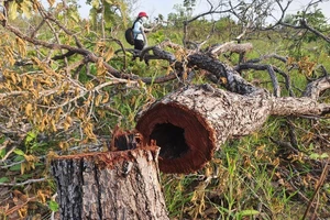 Huyện chỉ trách nhiệm trong vụ phá gần 400 ha rừng ở Đắk Lắk