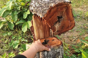 Bí thư Đắk Lắk kiểm tra vụ phá rừng gần 400ha