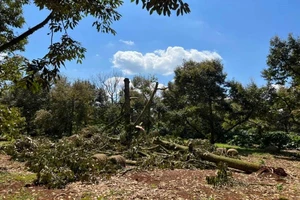  Gần 500 tấn sầu riêng bị rụng do lốc xoáy 