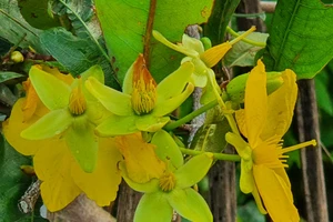 Bình Định: 'Chưa bao giờ mai nở sớm như năm nay...'