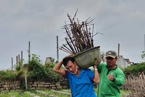 ‘Thủ phủ’ mai vàng rộn ràng vào vụ Tết