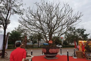 'Thủ phủ' mai vàng rộn ràng sắc xuân