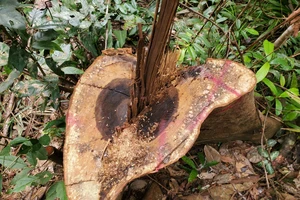 Điều tra thủ phạm, truy trách nhiệm người liên quan vụ phá rừng phòng hộ