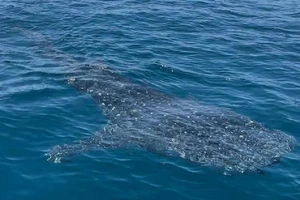 Du khách thích thú khi bắt gặp cá mập voi ở biển Nhơn Lý