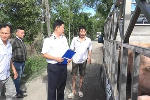 Bình Dương: Tiêu hủy 1,5 tấn heo có chất cấm Salbutamol 
