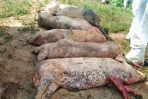 Bình Phước: Lên phương án phòng chống dịch tả lợn Châu Phi