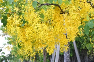 Sắc vàng quyến rũ trên những con đường ở Bình Dương