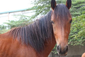 Đàn ngựa vô chủ ở Bình Dương sẽ được bán đấu giá