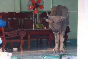 Trâu điên làm náo loạn khu phố, húc nhiều người bị thương