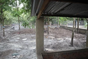 Bình Phước xuất hiện ổ dịch tả heo châu Phi