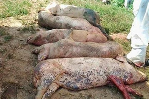 Bình Phước quyết liệt xử lý dịch tả heo châu Phi 