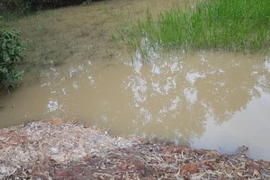 Bình Phước: Bé trai hai tuổi tử vong thương tâm dưới ao nước