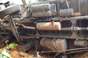 Cây xoài cứu cả gia đình ở Bình Phước khỏi thảm nạn