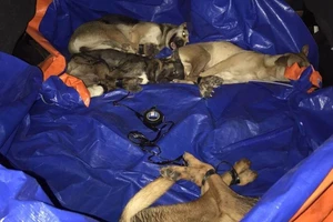 Nhóm trộm chó ở Bình Dương hối lộ công an 15 triệu bất thành