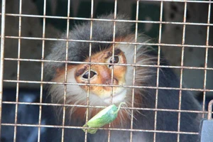 Bắt 2 người vận chuyển voọc chà vá chân xám