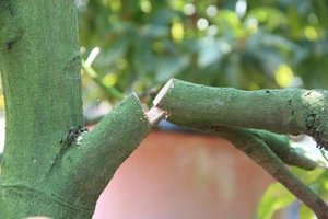 Bình Dương: Vườn mai hơn 200 cây bị kẻ gian phá hoại