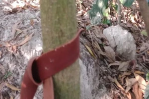 Phát hiện thi thể nam đang phân hủy trong rừng cao su 