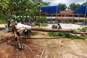 Một cây phượng trong trường học ở Bình Dương lại bật gốc