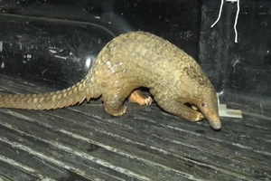 Bình Phước: Người dân bàn giao con tê tê cho kiểm lâm