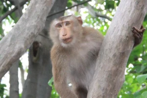 1 bầy khỉ liên tục tấn công học sinh và người dân ở Bình Dương