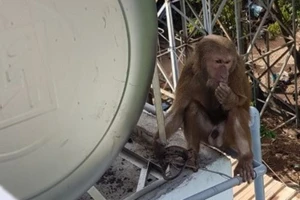 Dùng lưới bắt được 1 con trong bầy khỉ cắn người ở Bình Dương