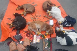 Bình Dương: Kẻ trộm chó tông ô tô vào công an khi bị phát hiện