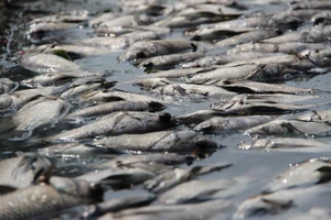 Bình Dương: Công viên Thanh Lễ xả hàng tạ cá chết ra kênh