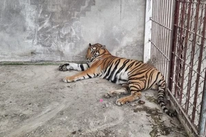 Bình Dương: Tự nguyện giao nộp 4 con hổ và một xác hổ 